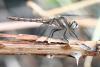 Orthetrum brunneum